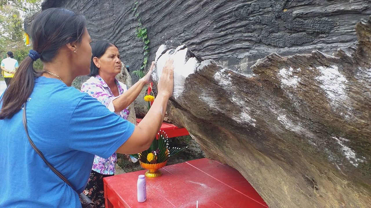 แห่ขอเลขเด็ด "ตะเคียนทองโบราณ" หลังเจ้าของฝันประหลาด ตัดสินใจถวายให้วัด