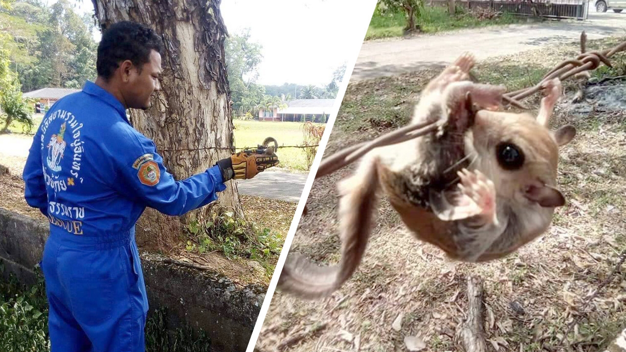 ช่วยหน่อยมนุษย์ กระรอกบินพลาด ปีกติดลวดหนาม