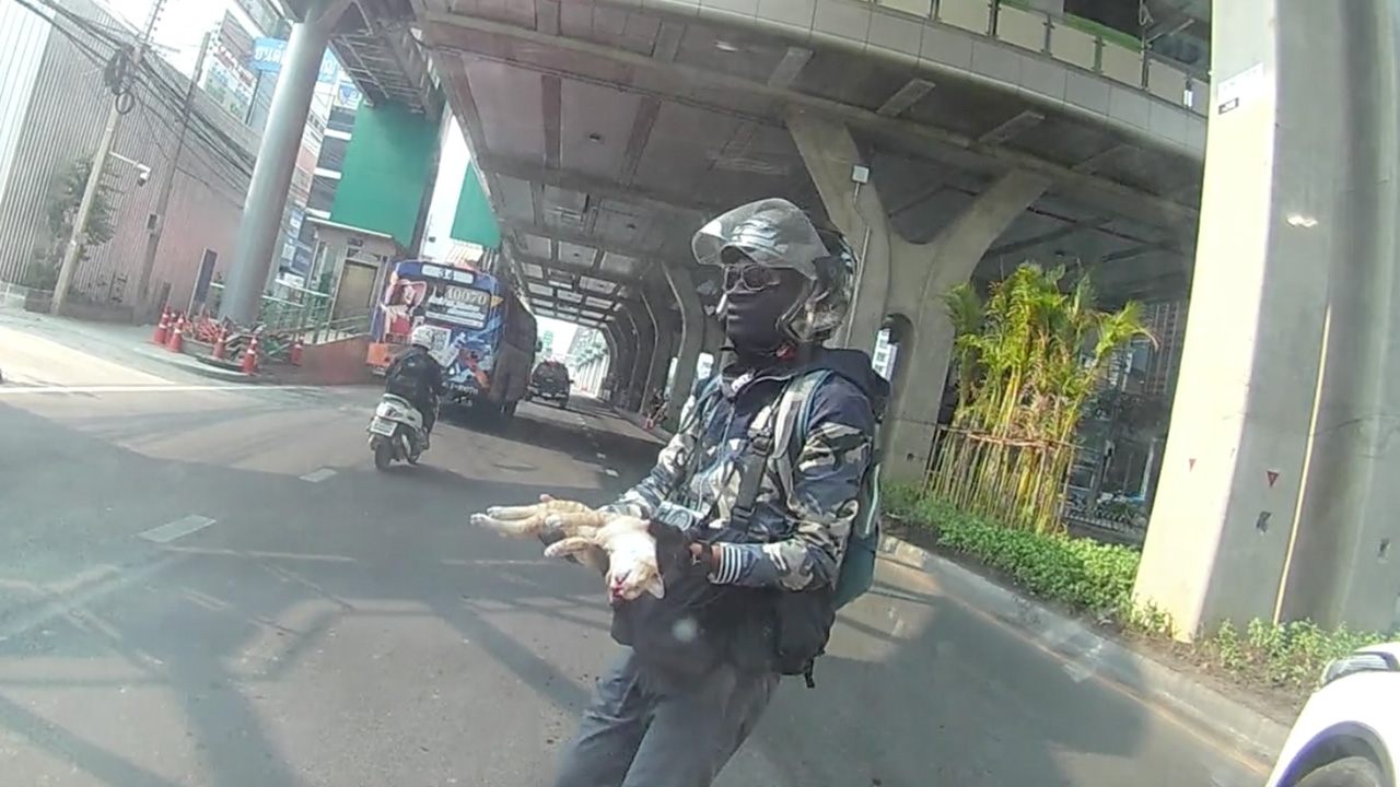 เรื่องเล่าของหนุ่มน้ำใจงาม จอด จยย.รีบไปช่วยลูกแมวโดนรถทับ 2 ตัว (คลิป)