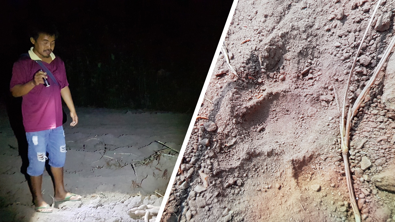 หัวใจจะวาย หนุ่มขุดมันประจันหน้า “เสือโคร่ง” ระยะประชิดในจังหวัดตาก