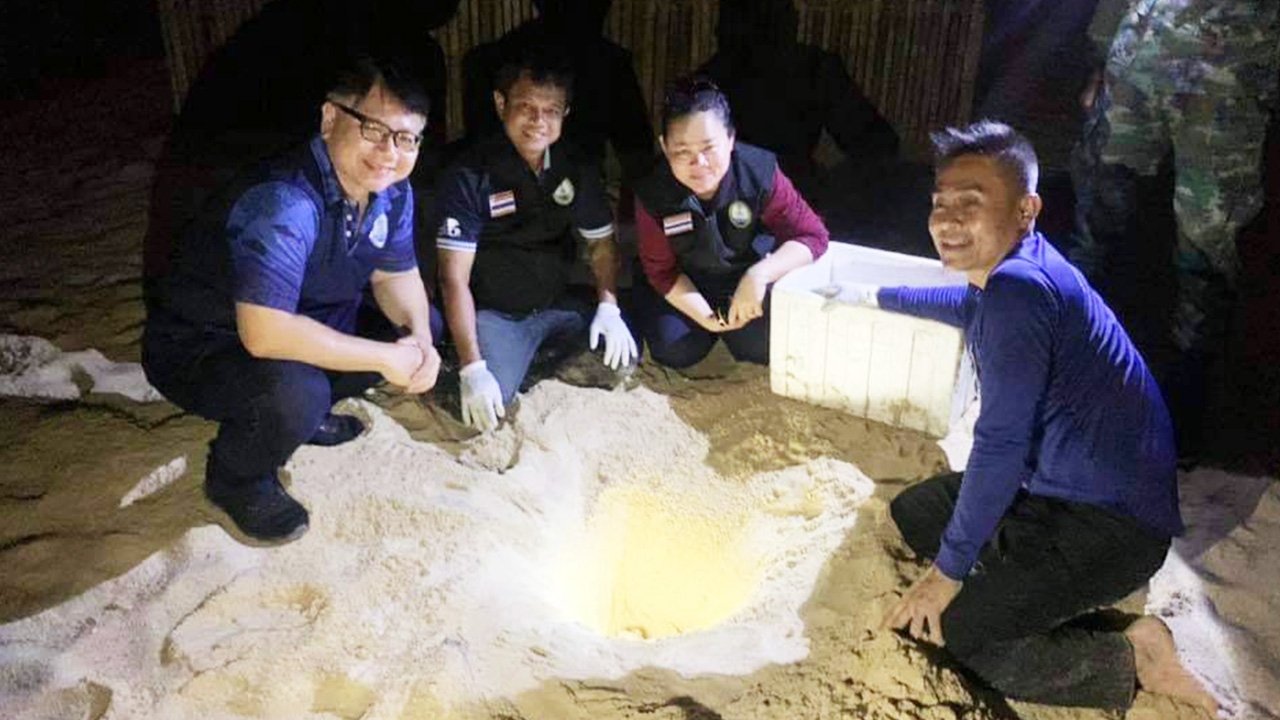 เต่ามะเฟืองวางไข่ที่ชายหาดบ่อดานรังที่ 5 จนท.รุดดูแลไข่ดี 22 ฟอง