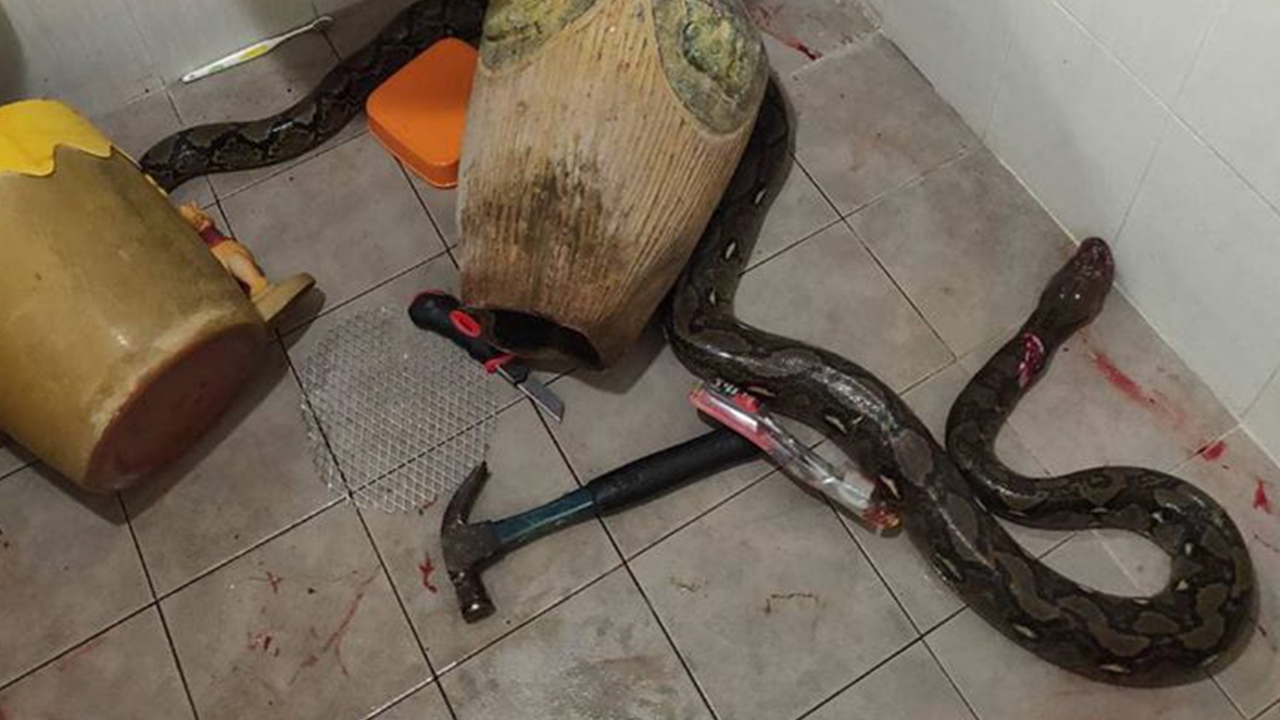 ดูก่อนใช้งาน สาวเตือนภัยหลังแม่สู้กับงูเหลือมในชักโครก พบเจ็บทั้ง 2 ฝ่าย