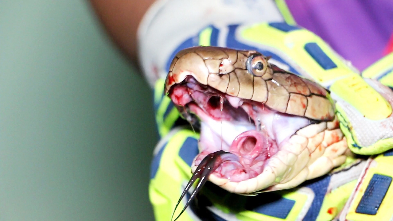 คอหวยฮือฮา "งูจงอาง" บุกเล้าไก่ คนต้องทำพิธีขอขมาถึงยอมให้จับตัว  