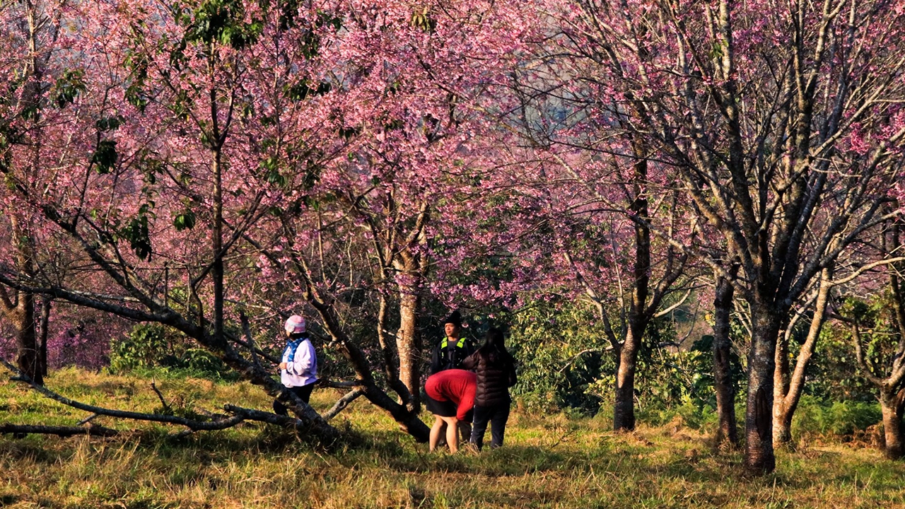 ซากุระ ดอกโรยรา อช.ภูหินร่องกล้า ปิดฉากการท่องเที่ยว "ภูลมโล"