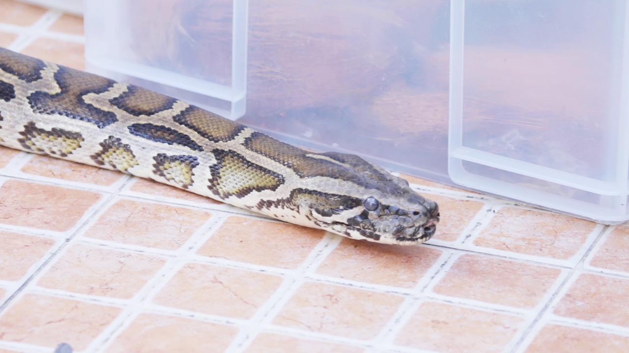 ปลดทุกข์สบายไม่ต้องระแวง ไขความลับเหตุใด "งู" ในชักโครกโผล่มากัดคน