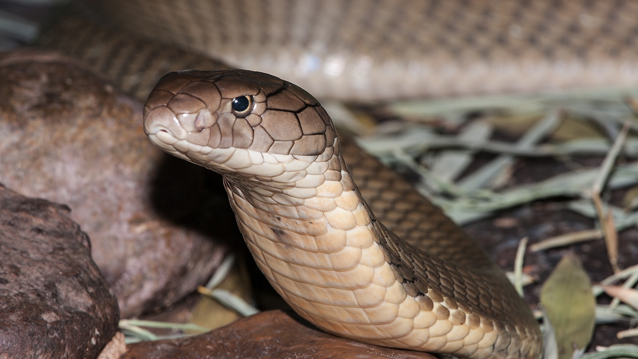 "งูจงอาง" บุกบ้าน ขัดขืนการจับกุม ส่งเสียงขู่ฟ่อๆ คอหวยไม่พลาดเลขเด็ด