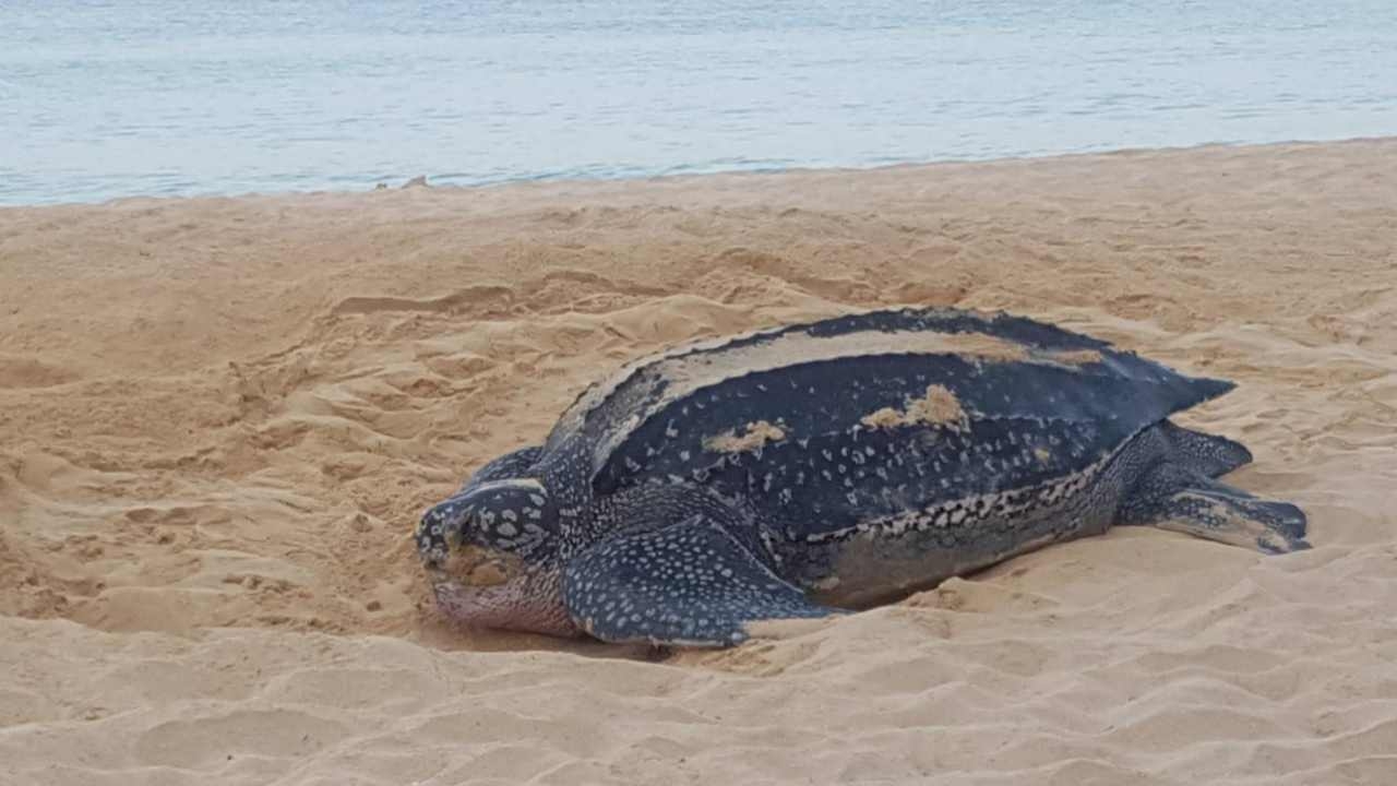พบแม่เต่ามะเฟือง วางไข่หาดในทอน 111 ฟอง ครั้งแรกในรอบ6ปี 