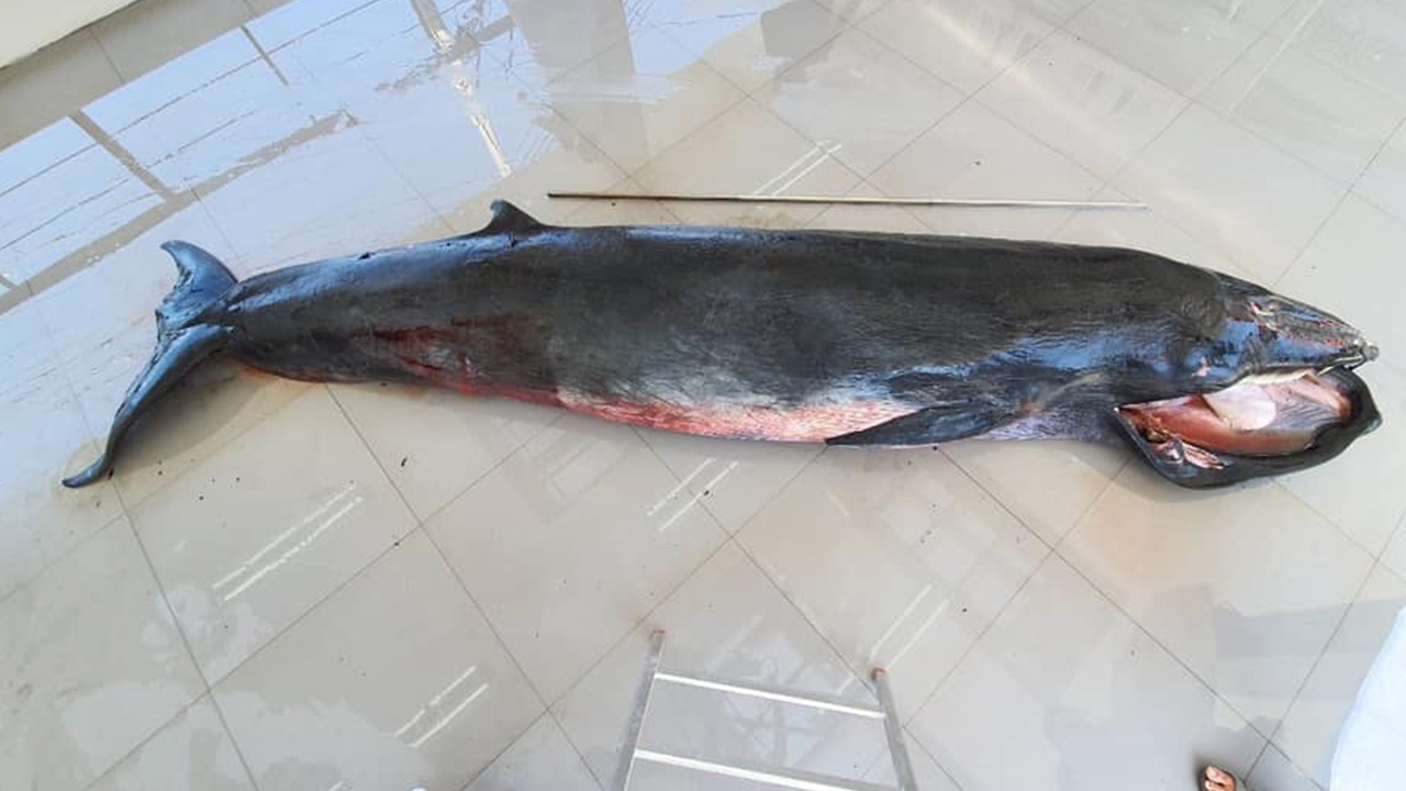 สัตวแพทย์เผยผลผ่าชันสูตรซากลูกวาฬโอมูระที่กระบี่ พบตายด้วยน้ำมือมนุษย์