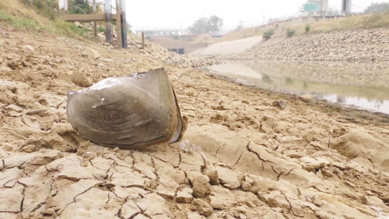 แล้งหนัก น่าห่วง "หอยกาบสามเหลี่ยม" แห้งตายคาคลองมะขามเฒ่าฯ  