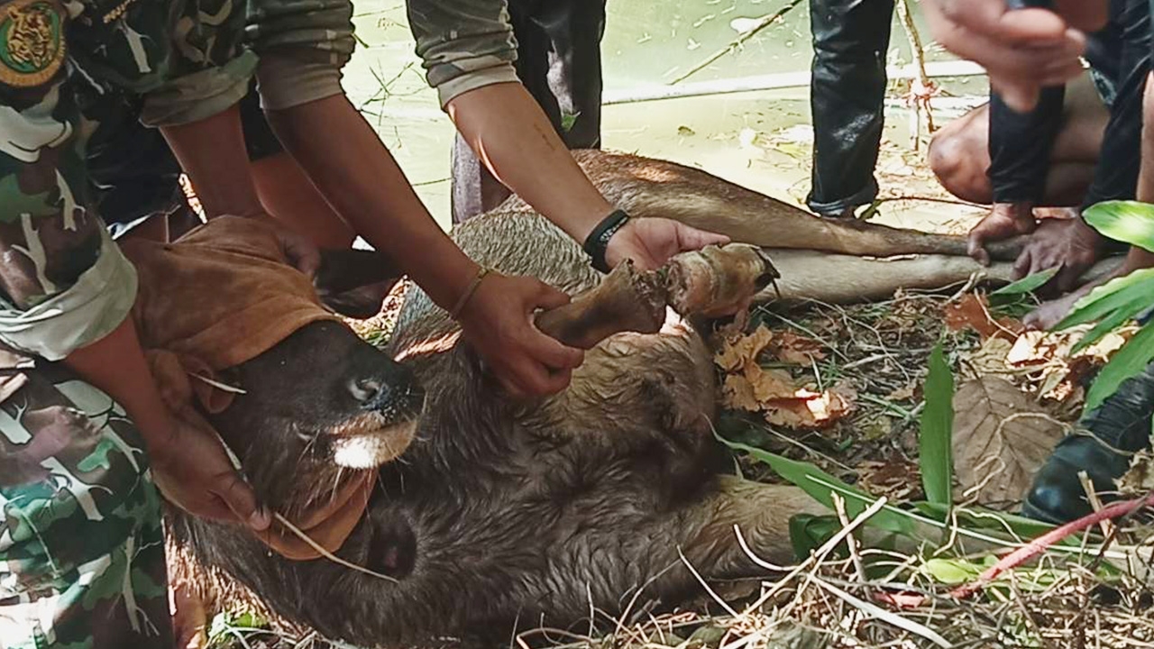 พรานโหดยิงกวางป่าหวังชำแหละเนื้อ ดิ้นหนีตาย ขาติดบ่วงตกน้ำรอด