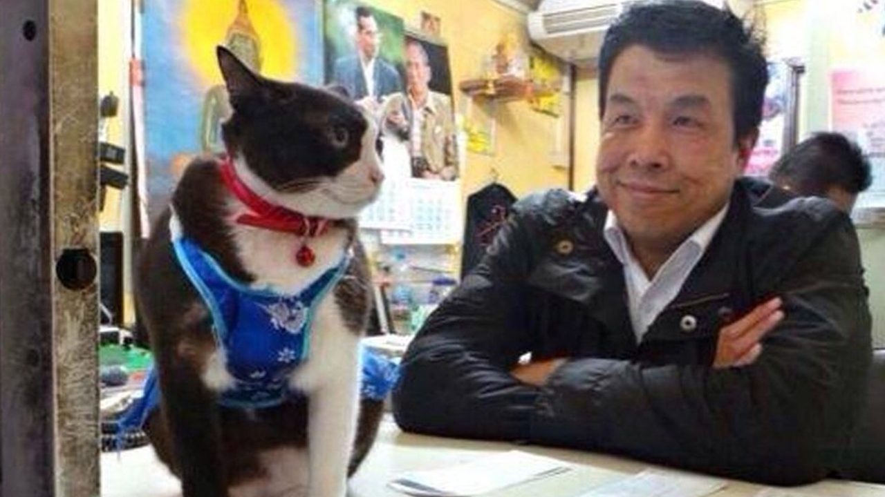 ชัชชาติ โพสต์เศร้าถึง "เจ้าหลง" แมวสถานีรถไฟตายแล้ว เตือนทำอะไรอย่ารอ