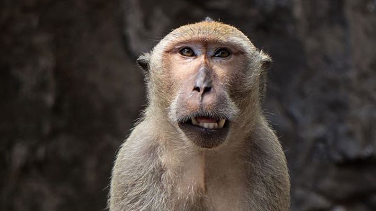 ตร.ท่องเที่ยว เผยยุทธวิธีทวงคืน ไอโฟน จากลิงเขาโต๊ะแซะหลังจิ๊กของฝรั่ง