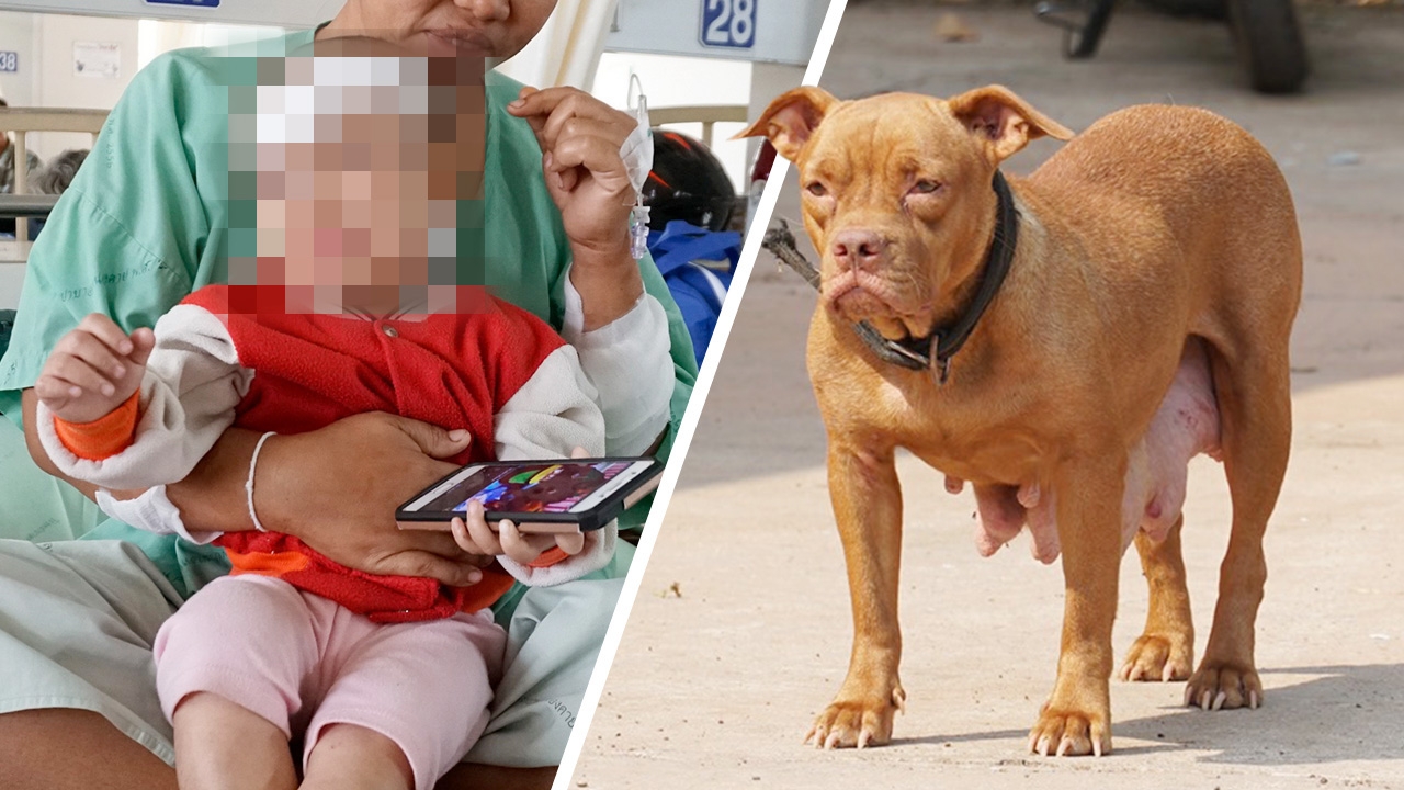 พิตบูลกัดเด็ก ลากเข้าป่ากล้วย ขย้ำจมเขี้ยว แม่เข้าช่วยโดนด้วย