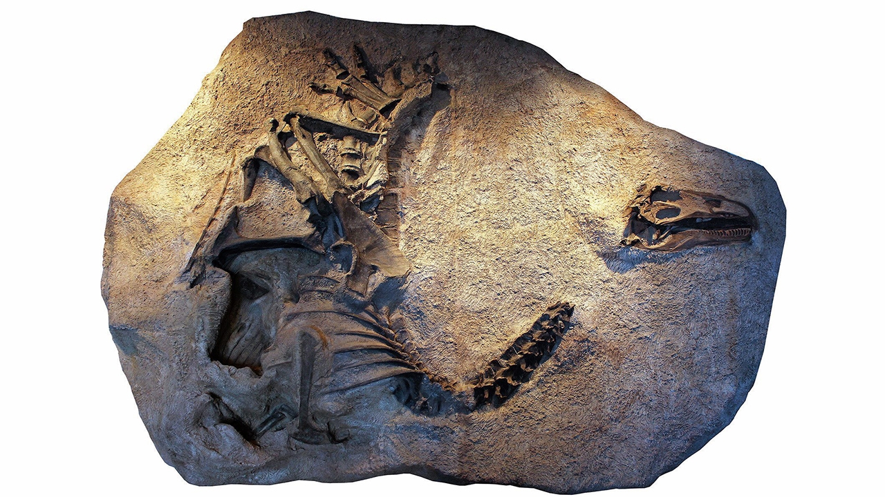 สายพันธุ์ใหม่อัลโลซอรัสพบในยูทาห์ (คลิป)