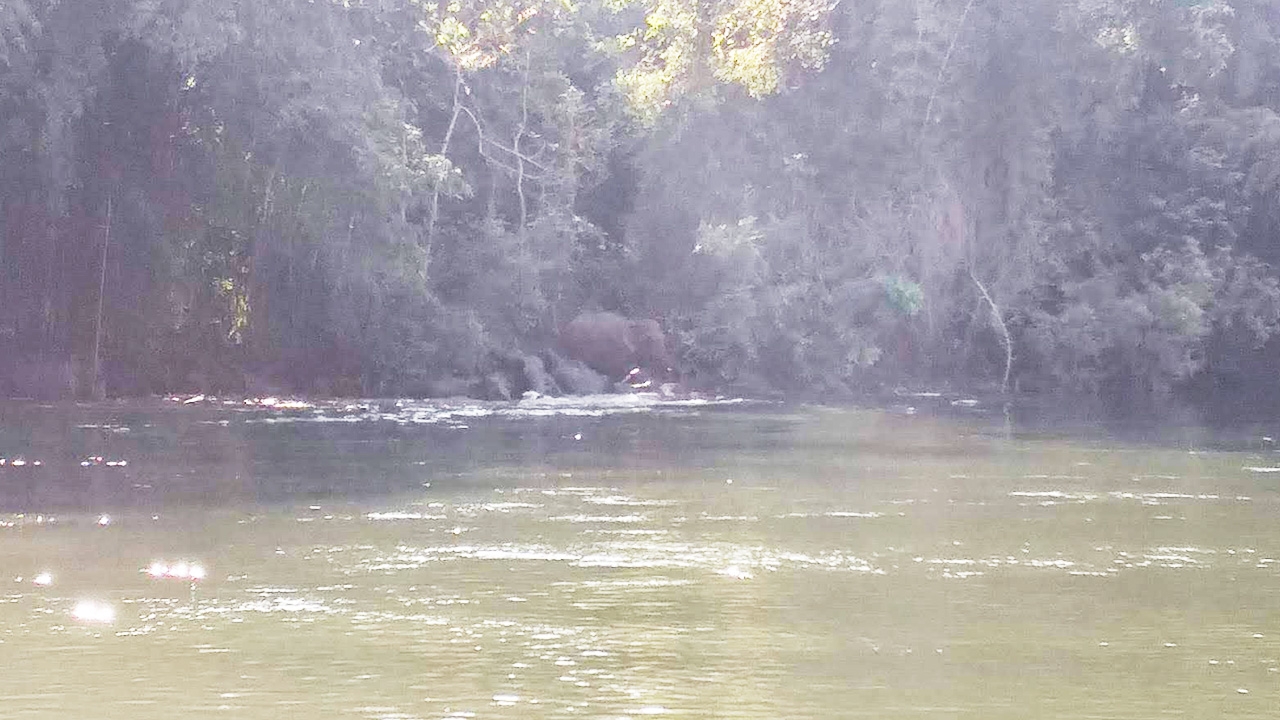 ตื่นตา โขลงช้างป่า 30 ตัวลงเล่นน้ำแม่น้ำแควน้อย สนุกสนานเป็นธรรมชาติ