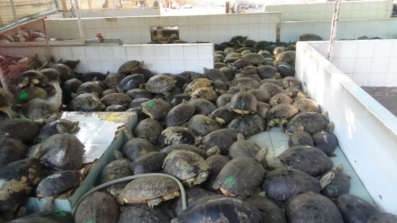 เจ้าอาวาสชี้แจงวัดเป็นเขตอภัยทาน หลังคนร้อง จนท.สอบครอบครองสัตว์คุ้มครอง