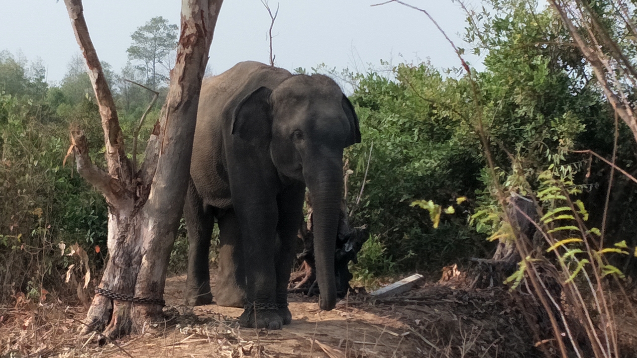 หนุ่มดวงกุด นั่งชิลก๊งเหล้า ริมป่าน้ำมูล ถูกช้างตกมันกระทืบดับอนาถ