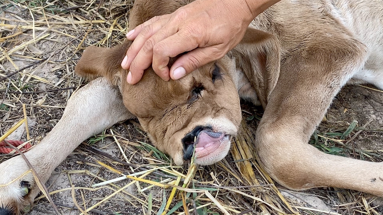 ชาวบ้านเอ็นดู "น้องหลงหลง" ลูกวัวแปลกมี 3 ตา เกิดตรงกับวันตรุษจีน