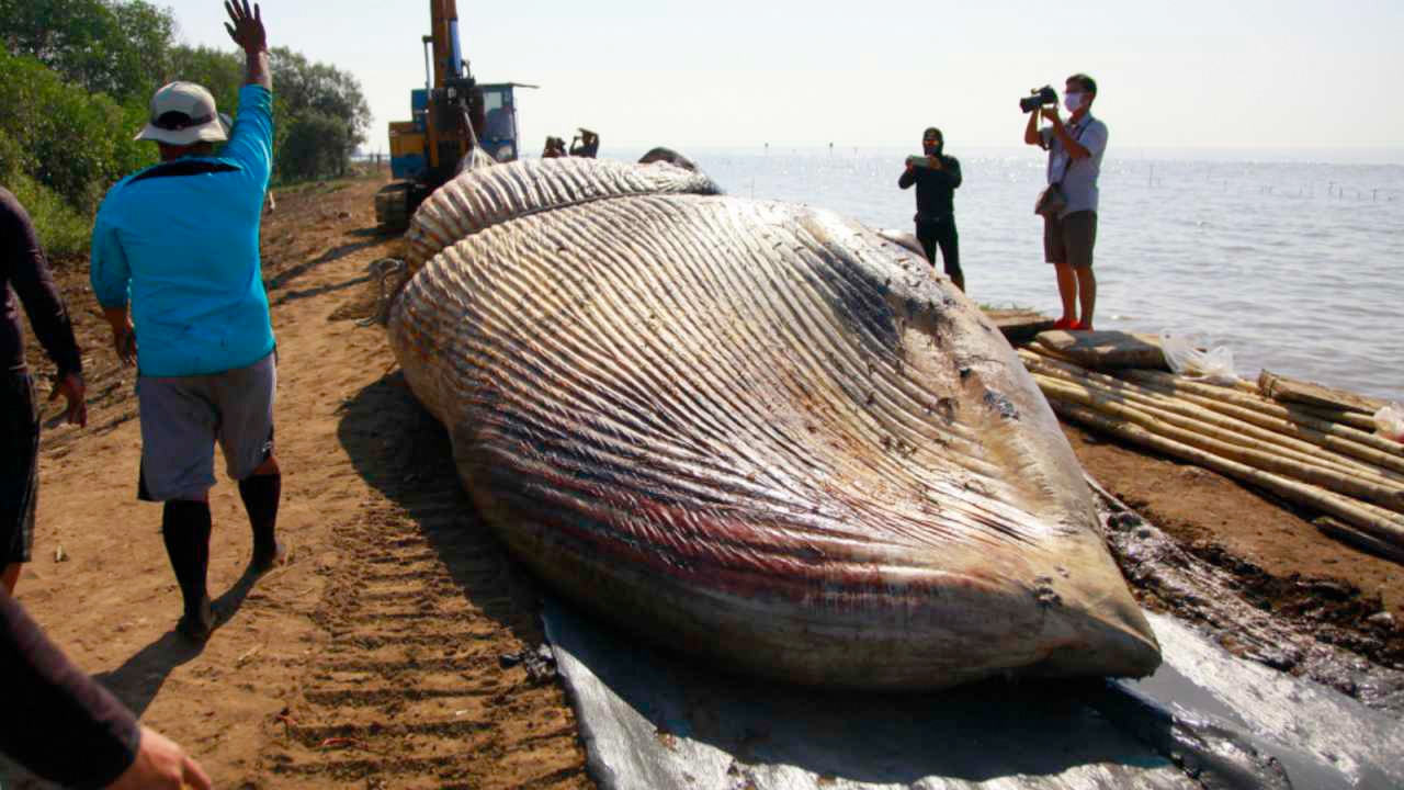 สวดบังสุกุลให้ "วาฬบรูด้า" ลอยเกยหาดบางปู ยังไม่รู้สาเหตุตาย