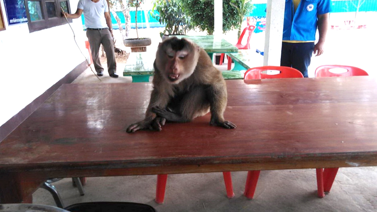 ลิงป่าเกเรป่วนโรงพัก ตร.-ปชช.หนีกระเจิง สุดท้ายหลงกลหยิบขนมโดนจับได้