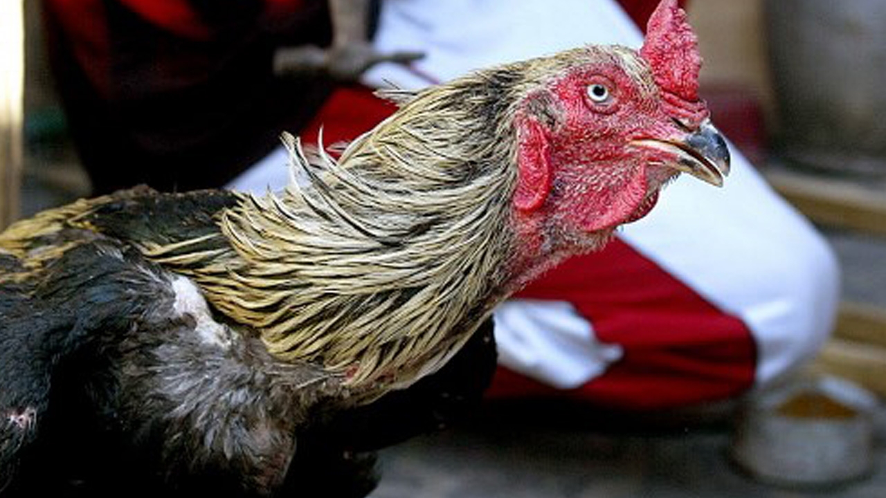 ไก่ชนสุดโหด เตะเชือดคอเจ้าของอินเดียตายระหว่างไปสนามแข่ง