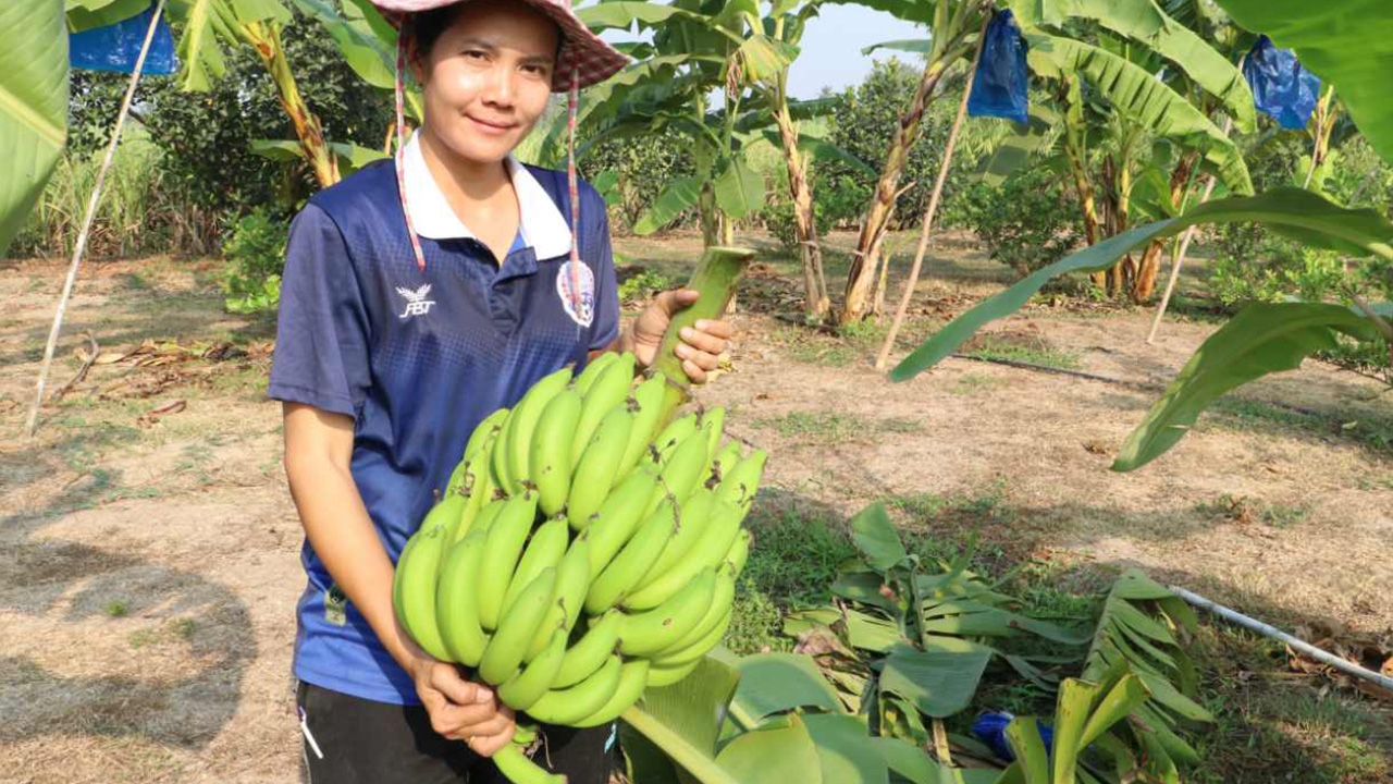 ขายดีสุดๆ กล้วยหอมทอง ผลไม้มงคล ตรุษจีนราคาพุ่ง หวี 120-150 บาท 