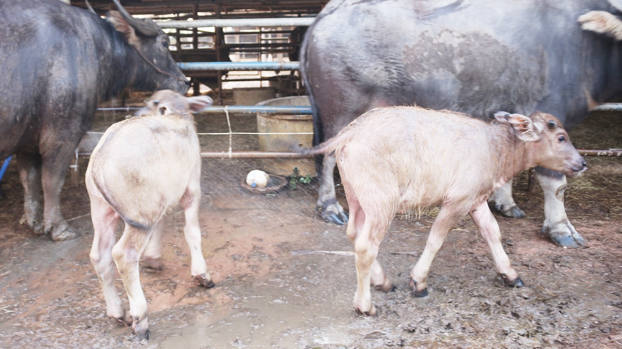 ฮือฮาลูกควาย ทายาท "เจ้าเก้าเจริญ" ราคาขายทุบประวัติศาสตร์ทะลุล้าน