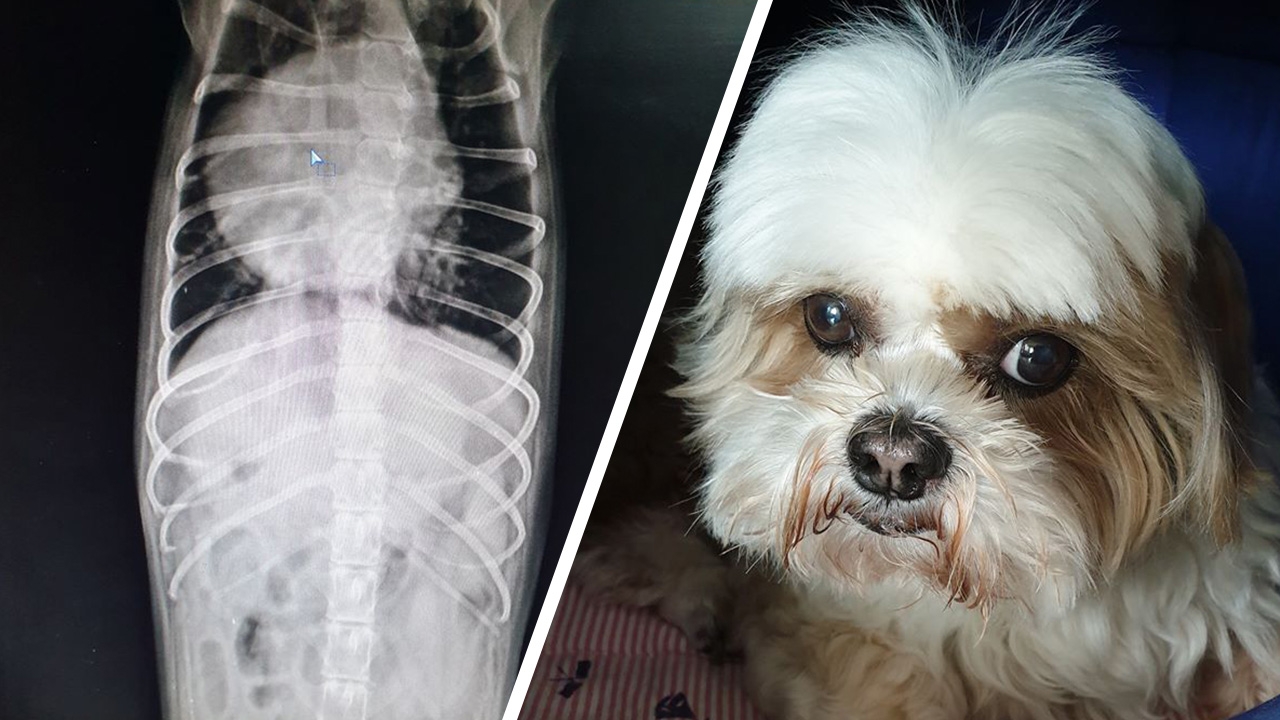 สาวเตือนภัย สุนัขสุดรักไอไม่หยุด ป่วยโรค "COPD" จากฝุ่นตัวร้าย PM 2.5