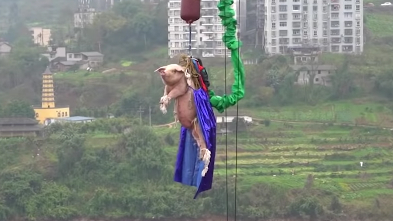 ด่าเปิง สวนสนุกจีนเปิดตัวเครื่องเล่นใหม่ จับหมูเป็นๆ โดดบันจี้จัมพ์ (คลิป)