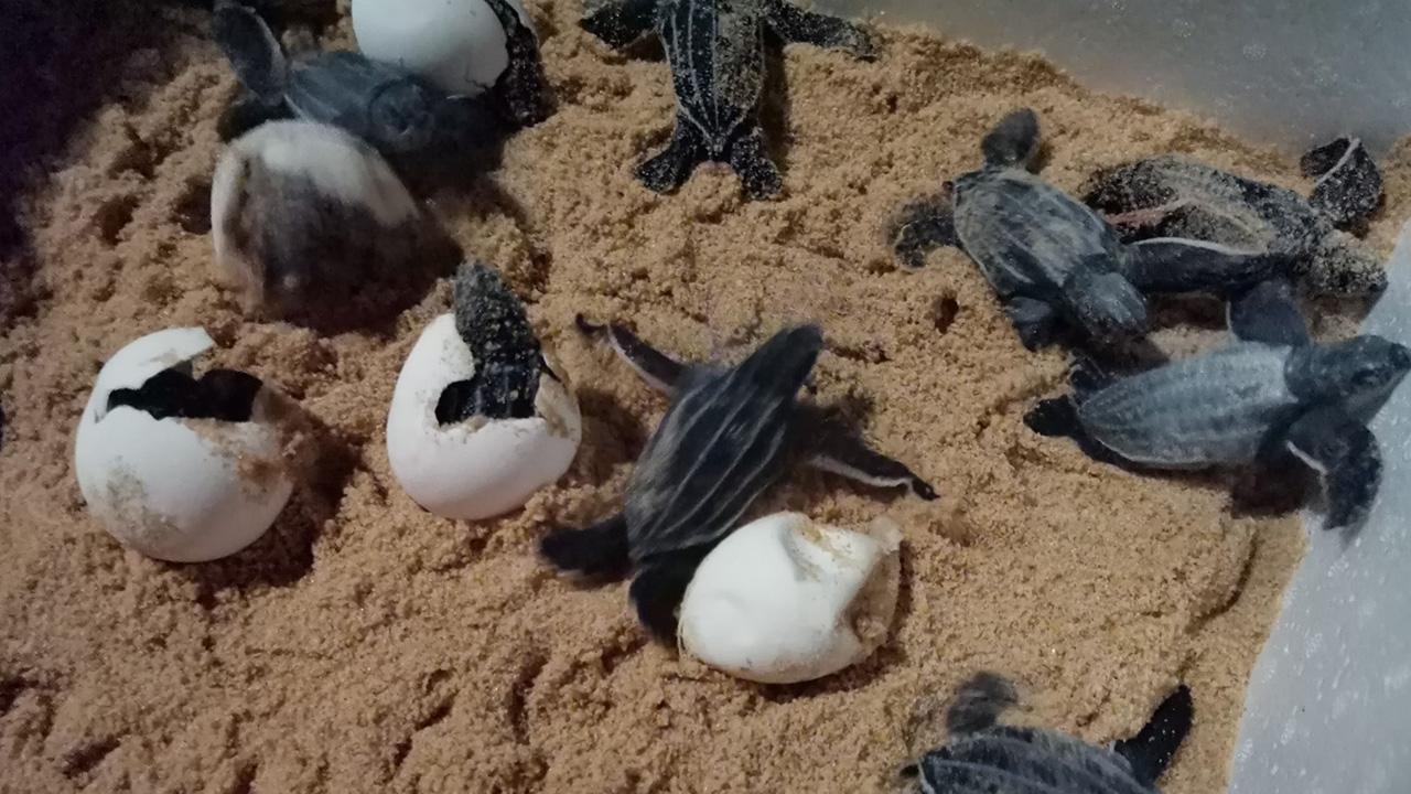 ลูกเต่ามะเฟืองรัง 2 ลืมตาดูโลก ปล่อยลงทะเลแล้ว 49 ตัว จากไข่ 101 ฟอง