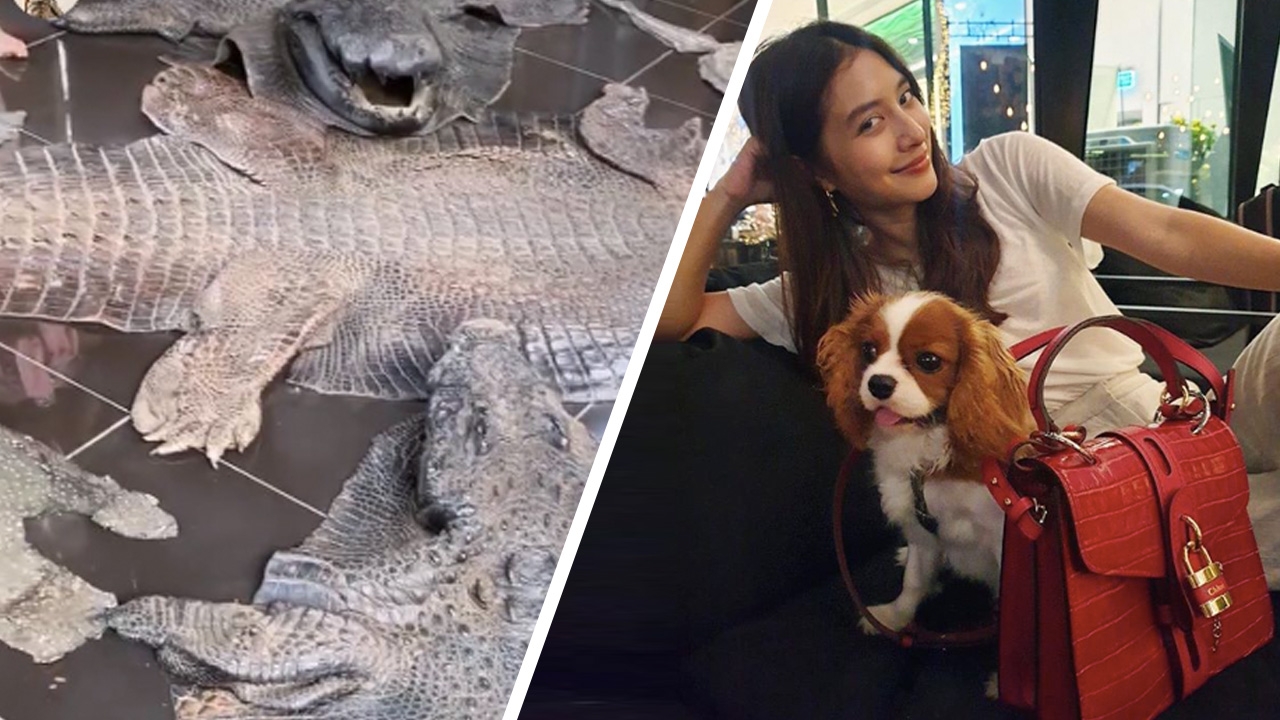 มิว นิษฐา โดนถล่ม โพสต์ภาพซากหนังจระเข้ "ตัวไหนไปทำเป๋าดีน้า"
