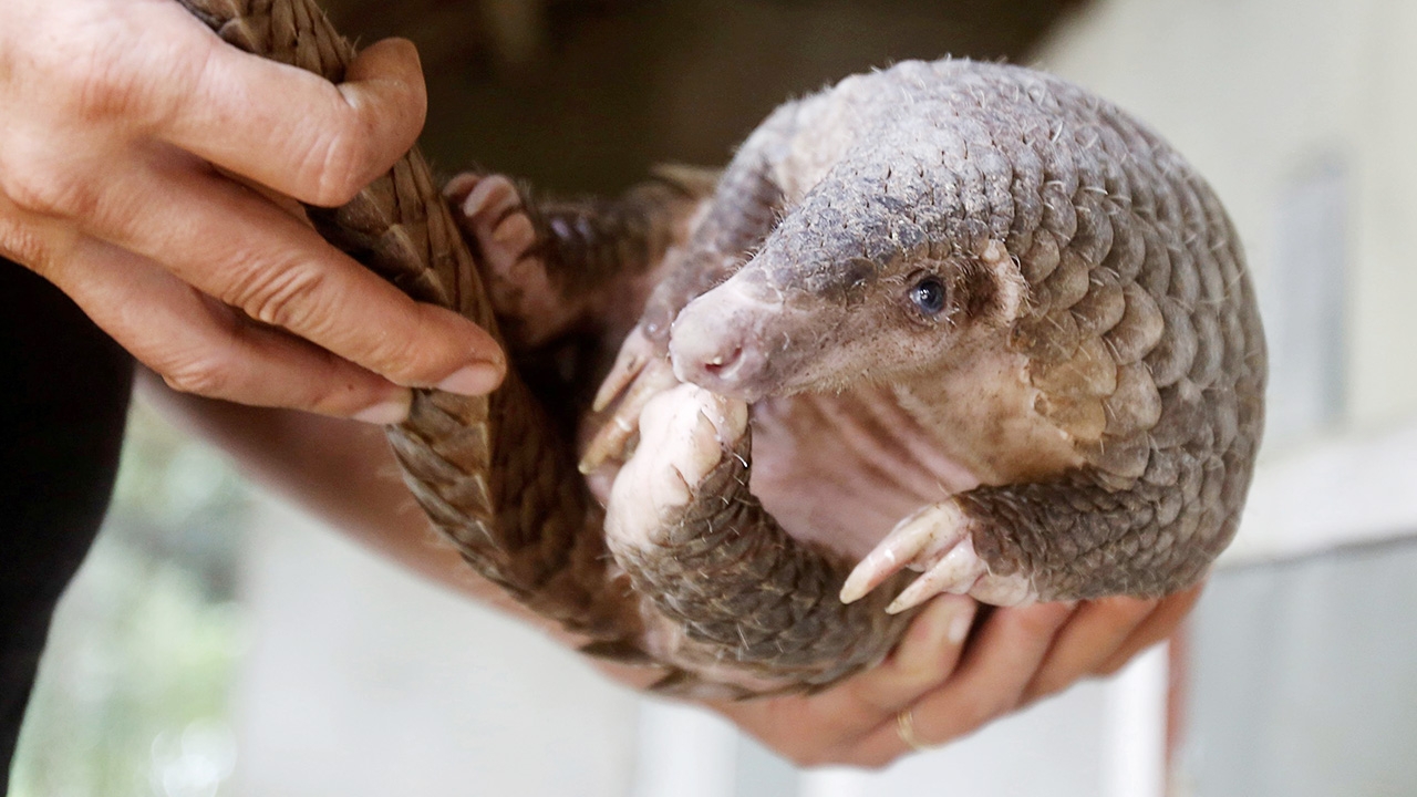 "ตัวนิ่ม" ผู้ต้องสงสัยรายใหม่ ตัวกลางแพร่ "ไวรัสโคโรนา" สู่คน