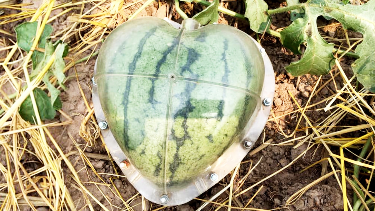 น้ำแล้งต้องปรับตัว ชาวสวนบังคับแตงโมให้เป็นหัวใจ รับเดือนแห่งความรัก