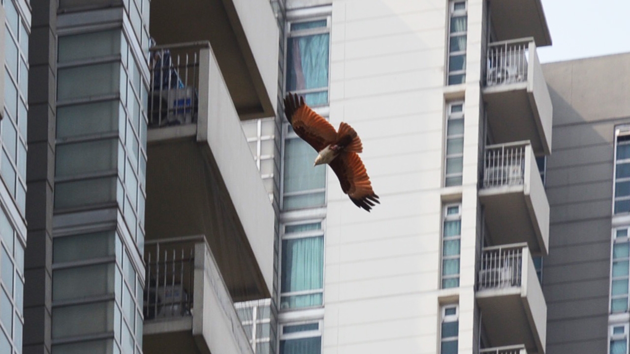 กรมอุทยานฯ ฝากคนในคอนโดช่วยจับ “เหยี่ยวแดง” ใส่กรง เผยเป็นสัตว์หายาก