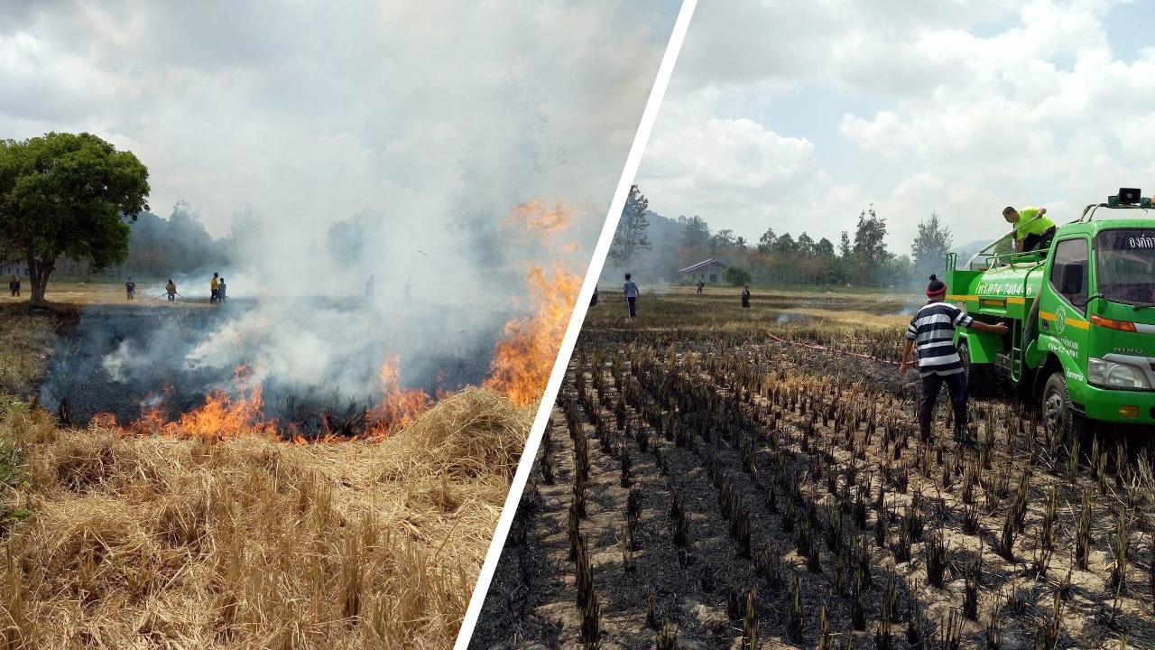 ไฟไหม้ตอซังข้าว ลามเสียหายกว่า 10 ไร่ ฝีมือเด็กๆ ทำ “ไก่อบฟาง” 