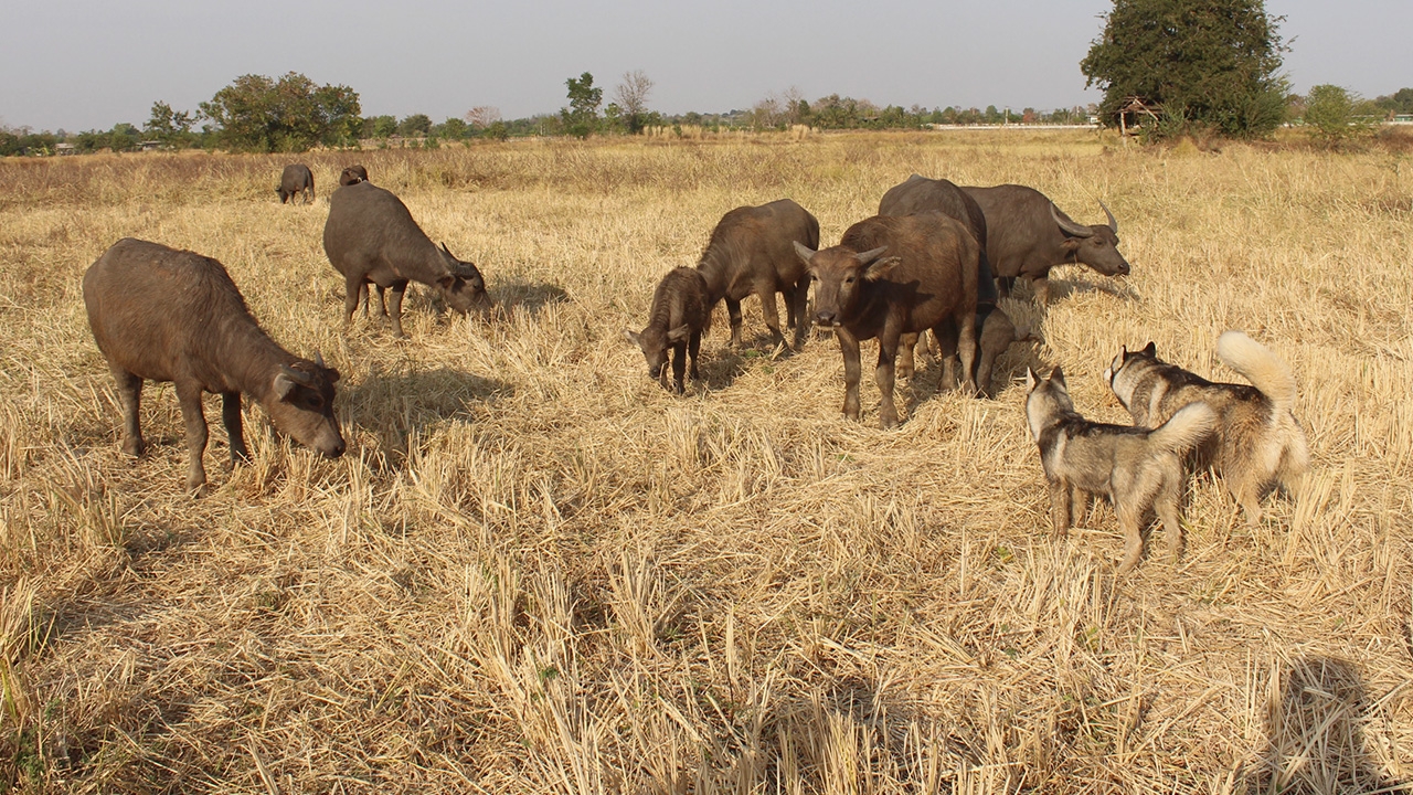 ทึ่ง 2 สุนัขไซบีเรียนฯ แม่ลูกแสนรู้ช่วยเลี้ยงฝูงควายกว่า 20 ตัวที่โคราช