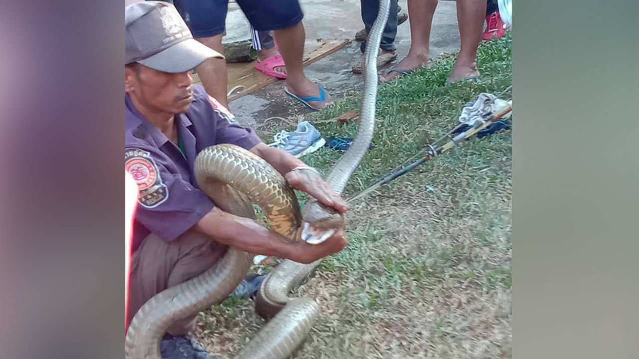 "งูจงอาง" ตัวผู้บุกบ้านคนตามหาเมียรัก หลังเลื้อยออกจากป่ามาทานมื้อค่ำ