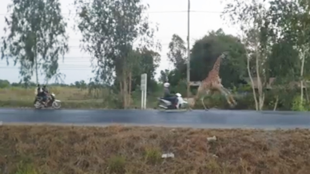 เผยคลิปยีราฟโดน จยย.ชนเป็นคนละตัวกับที่จมบ่อบัวตายหน้าโรงแรมซันไรส์ฯ