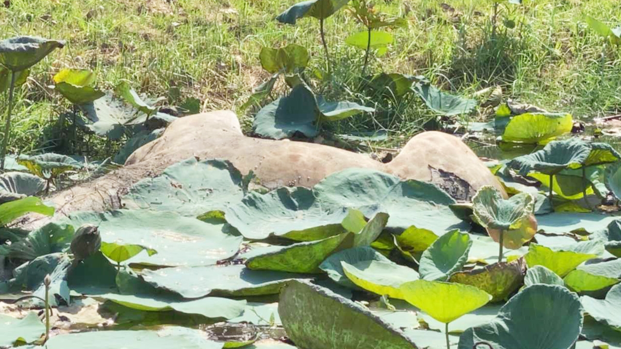 เผย "ยีราฟ" เพิ่งมาจากแอฟริกา เจอห่างจุดโดดรถ 500 ม. คาดพยายามข้ามน้ำ