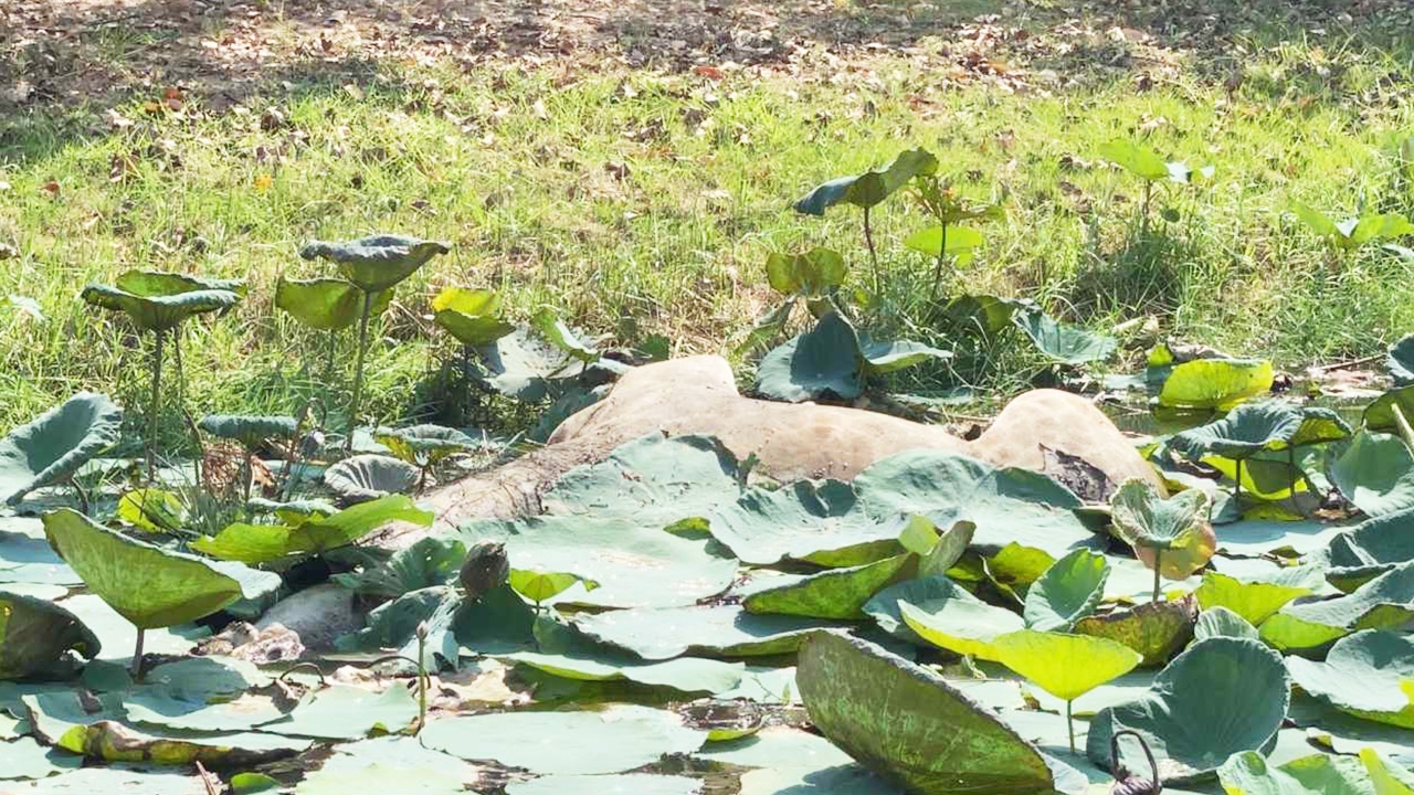 สุดเศร้า พบแล้ว "ยีราฟ" โดดรถหนี ตกบ่อบัวจมน้ำตายหน้าสนามกอล์ฟ 