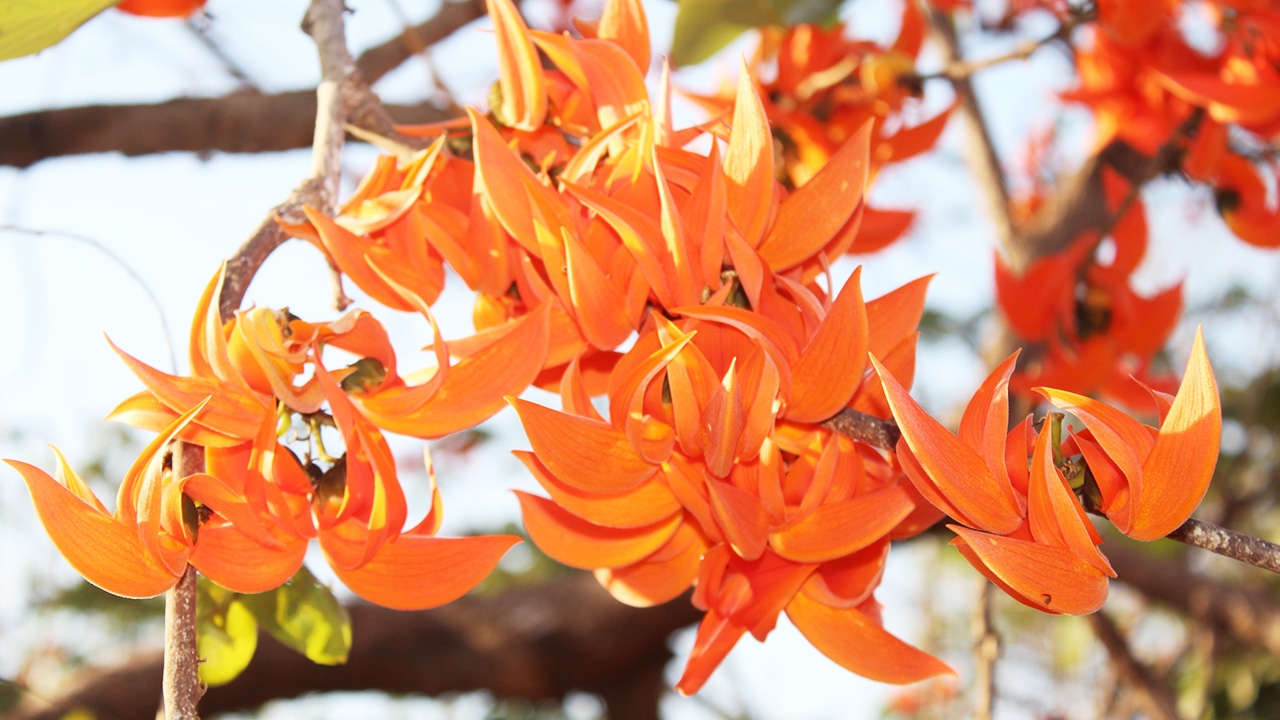 ปักหมุดถนนสายดอกจาน บานสะพรั่งสองข้างทางโคราช