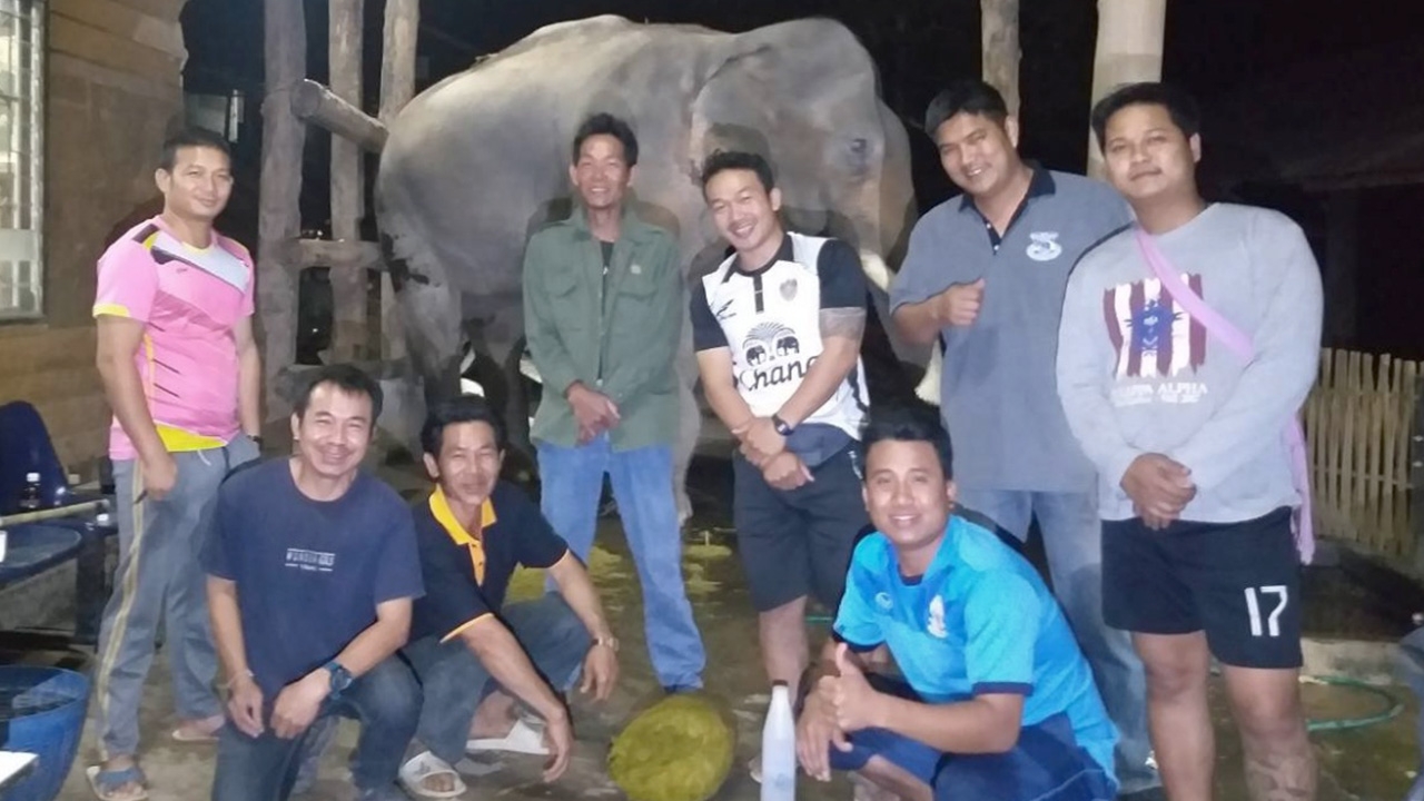 จนท.ช่วยชีวิต "พลายบุญเป็ง" ช้างท้องผูกอาการหนัก ล้วงตูดได้โคตรอึ 15 กก.