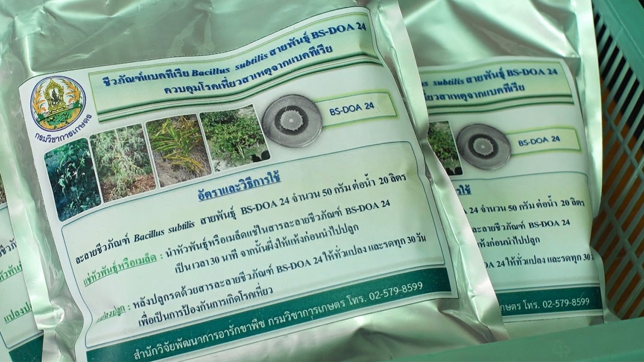 หน้ามองฟ้า เท้าหยั่งดิน : ชีวภัณฑ์บีเอส...ปราบโรคเหี่ยว