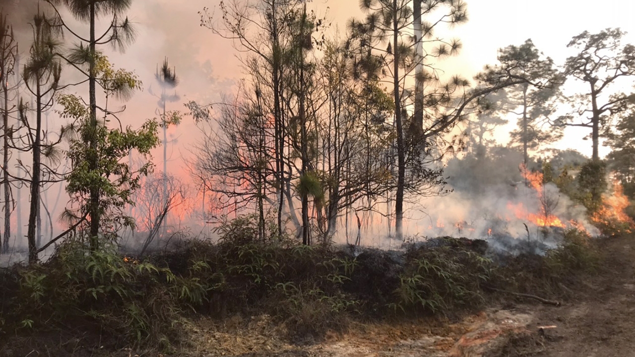 ต้นไม้เก่าแก่ถูกเผา สัตว์ป่าหนีตาย ความเสียหายจากเหตุ "ไฟไหม้ภูกระดึง"