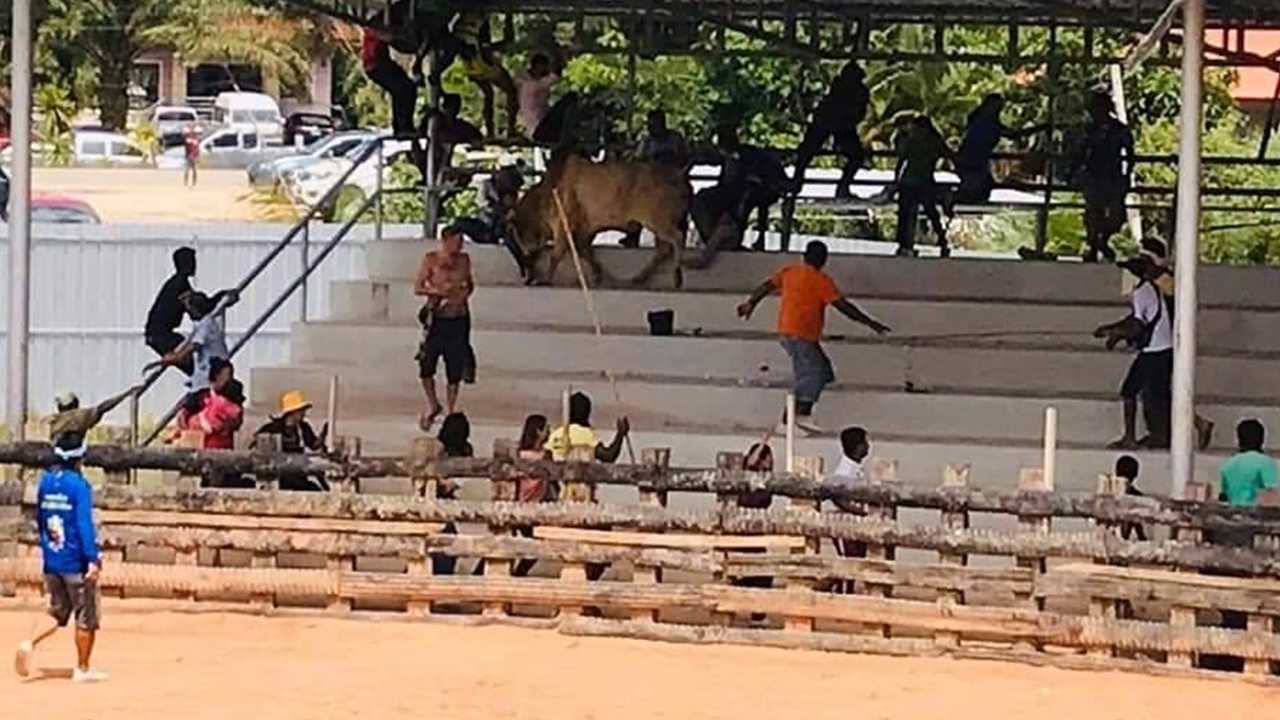 หนีตายวุ่น วัวชนหลุดขึ้นอัฒจันทร์ ไล่ขวิดสาวใหญ่ เซียนพนันแตกกระเจิง