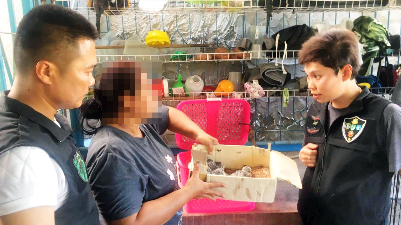 "พญาเสือ" ลุยจับผู้ค้าสัตว์ป่าคุ้มครองที่หัวหิน หลังโพสต์ขายผ่าน FB.