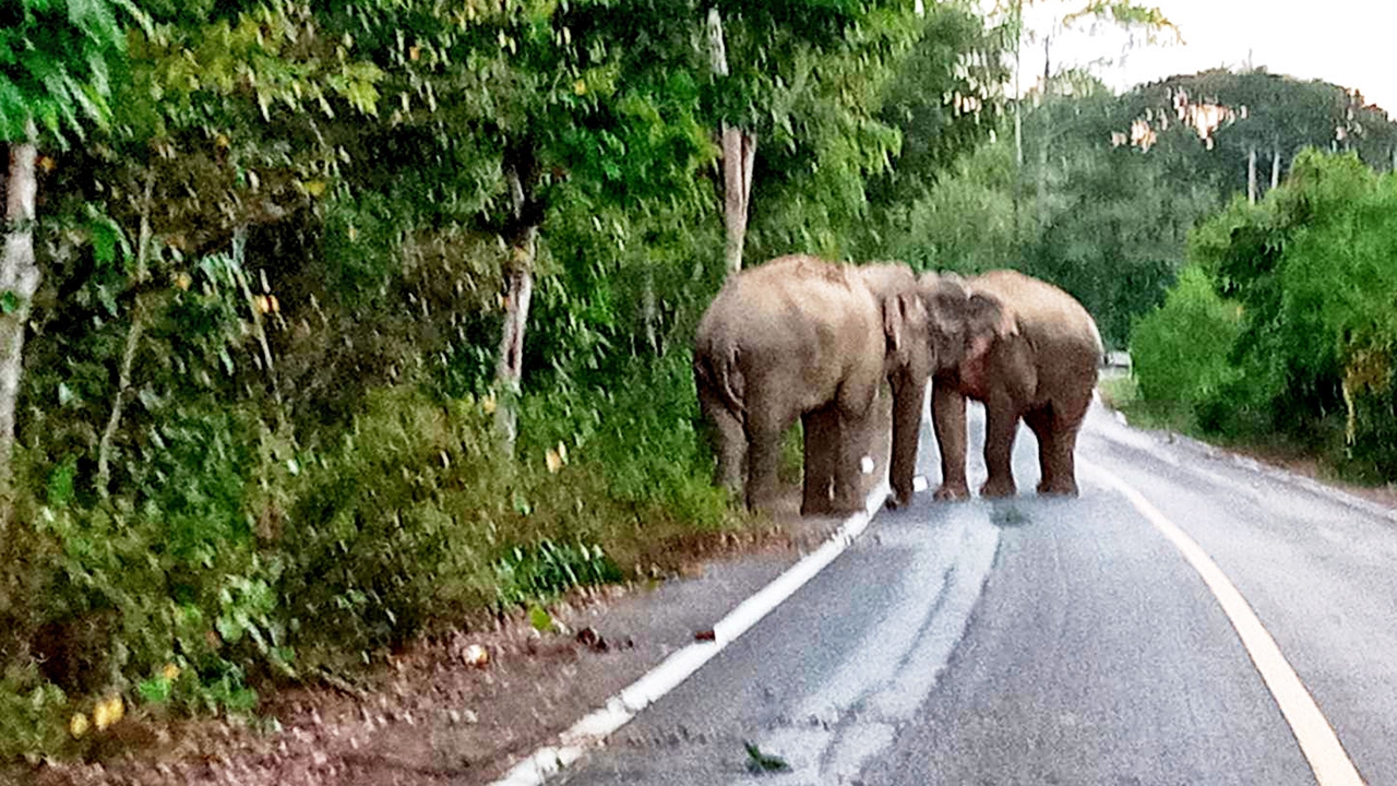 ระทึก ช้างป่าละอู ไล่ดันกันเข้าไปน้ำตก คนใช้ถนนแตกตื่น ต้องจอดรอดูท่าที