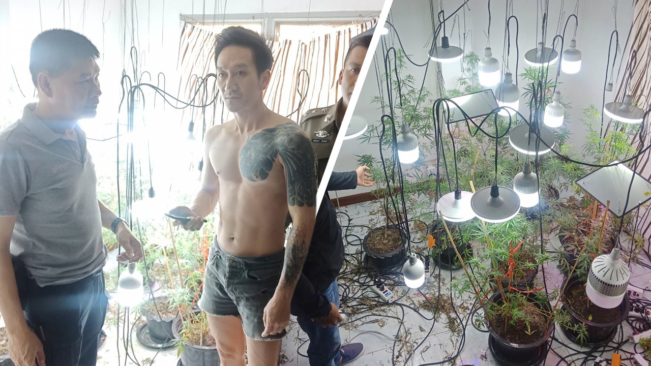 จับหนุ่มเจ้าของห้องเช่า ปลูกกัญชาออร์แกนิก มีปัญหาเรื่องนอนไม่หลับ