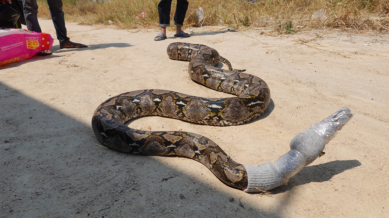 คนขับแบ็กโฮเจองูเหลือม 4 เมตร เลื้อยเข้าหาขณะปรับพื้นที่เตรียมถมดิน