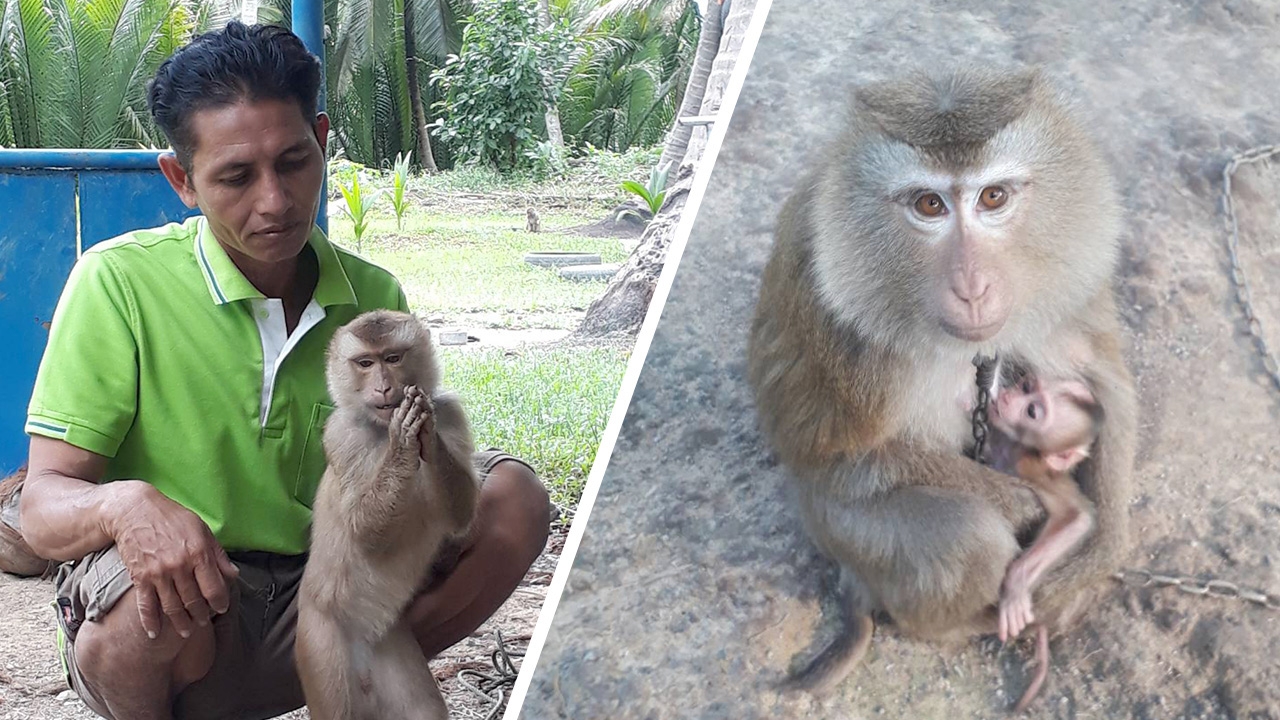 ลิงเก็บมะพร้าว วิถีชีวิตชาวบ้าน ฟังจากปากครูฝึกลิง ไม่ได้ทรมานสัตว์